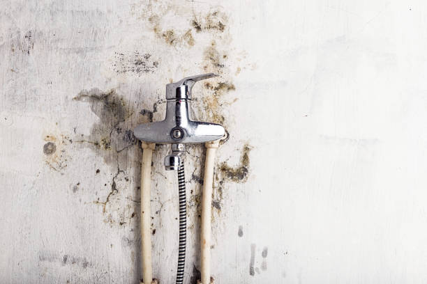 Best Professional Mold Removal  in Bethel Island, CA