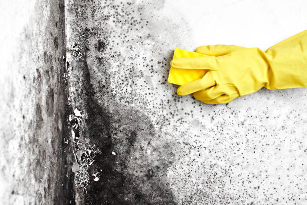 Best Attic Mold Removal  in Bethel Island, CA