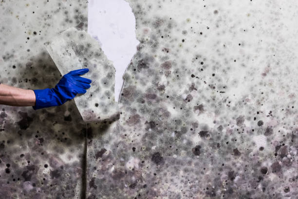 Best Crawl Space Mold Removal  in Bethel Island, CA